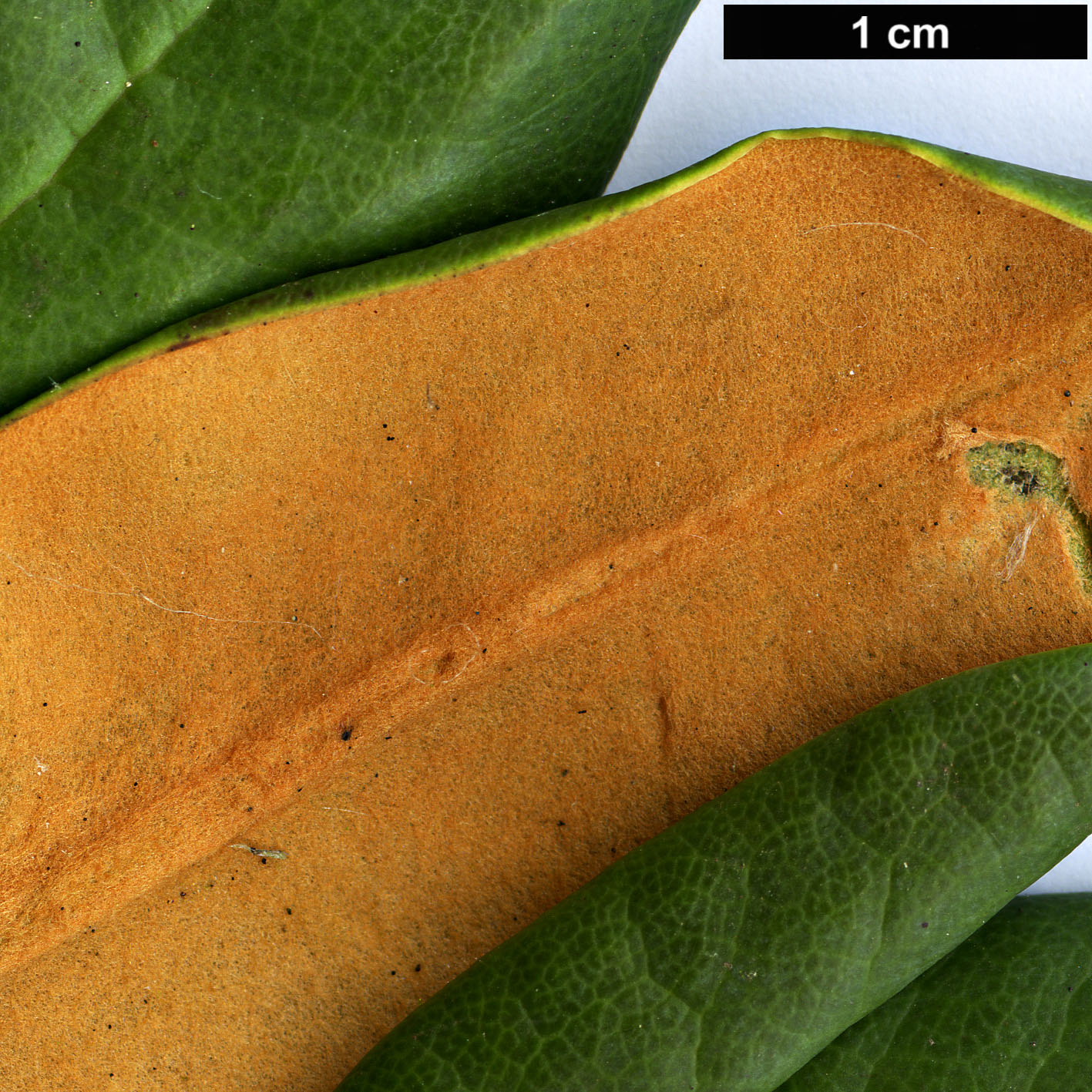 High resolution image: Family: Ericaceae - Genus: Rhododendron - Taxon: campanulatum - SpeciesSub: subsp. aeruginosum